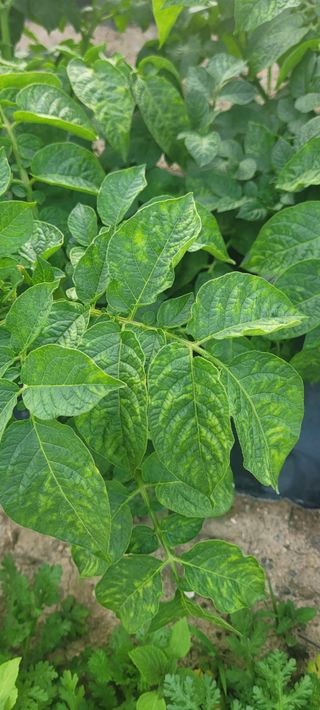 까마구님의 감자 · 병해충상담 작성글 사진