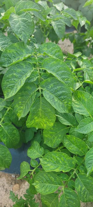 까마구님의 감자 · 병해충상담 작성글 사진