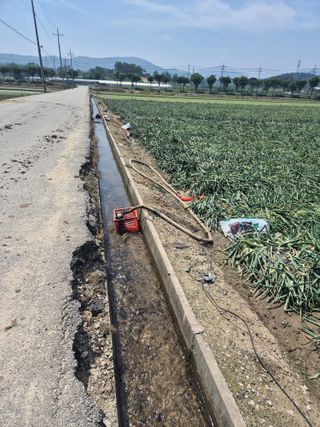 송광만님의 양파 · 자유게시판 작성글 사진
