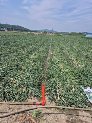송광만님의 양파 · 자유게시판 작성글 사진