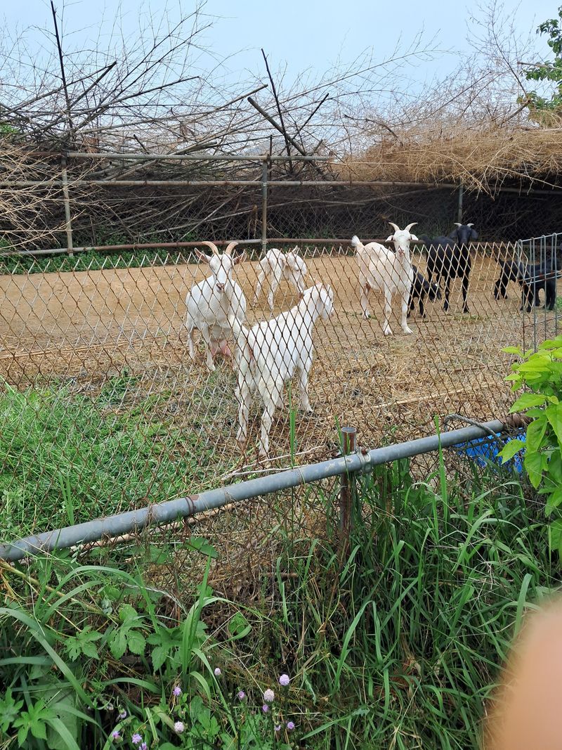 장터 상품 [유산양] 썸네일