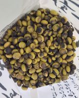 팜모닝 콩·자유게시판 게시글 이미지