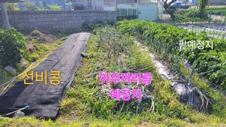 김중언님의 콩 · 자유게시판 작성글 사진