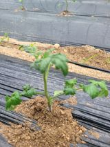 팜모닝 토마토·병해충상담 게시글 이미지