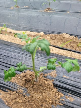 최창남님의 토마토 · 병해충상담 작성글 사진