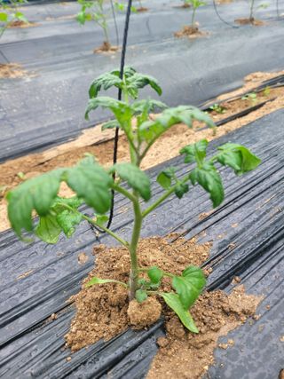 최창남님의 토마토 · 병해충상담 작성글 사진