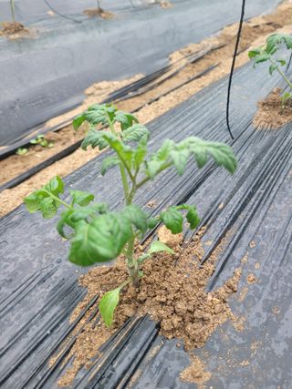 최창남님의 토마토 · 병해충상담 작성글 사진