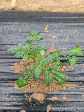 최창남님의 토마토 · 병해충상담 작성글 사진