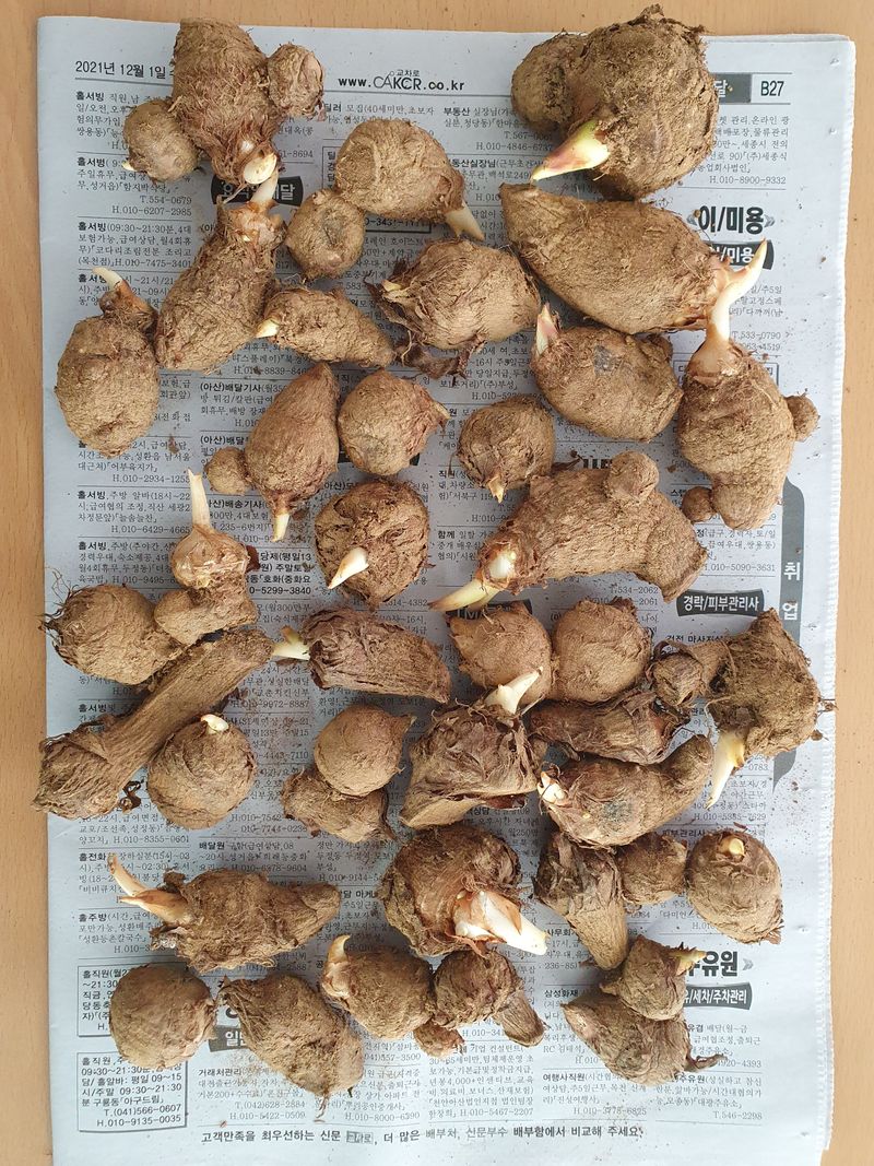 장터 상품 [토란 종자용5kg] 썸네일