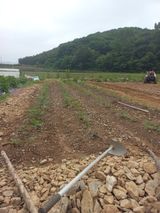 팜모닝 두릅·삽목•정식 게시글 이미지