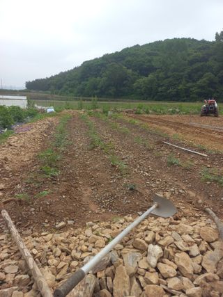 맨날청춘님의 두릅·삽목•정식 작성글 사진
