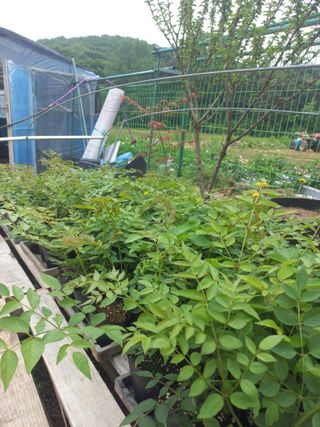 맨날청춘님의 두릅 · 삽목•정식 작성글 사진