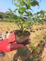 맨날청춘님의 두릅·삽목•정식 작성글 사진