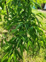 팜모닝 농사, 무엇이든 물어보세요!·참여글 게시글 이미지