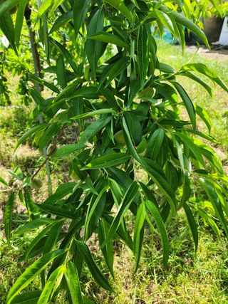 조태현님의 농사, 무엇이든 물어보세요! · 참여글 작성글 사진
