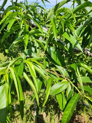 조태현님의 농사, 무엇이든 물어보세요! · 참여글 작성글 사진