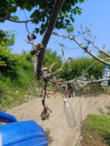 팜모닝 매실·병해충상담 게시글 이미지