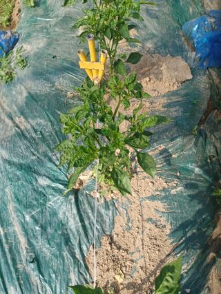 삭스고님의 고추 · 병해충상담 작성글 사진