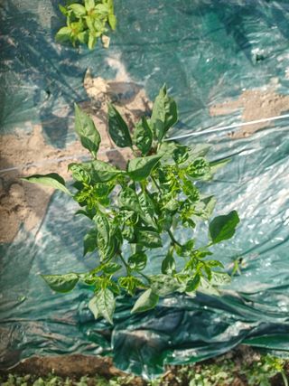 삭스고님의 고추 · 병해충상담 작성글 사진