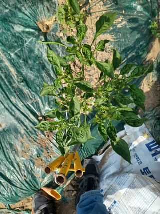 삭스고님의 고추 · 병해충상담 작성글 사진