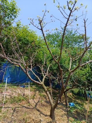 진원님의 매실 · 병해충상담 작성글 사진