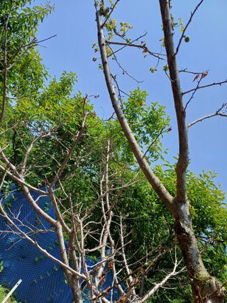 진원님의 매실 · 병해충상담 작성글 사진