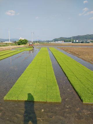 낙엽교목류14436님의 벼 · 영농일지 작성글 사진