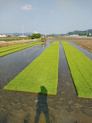 낙엽교목류14436님의 벼 · 영농일지 작성글 사진