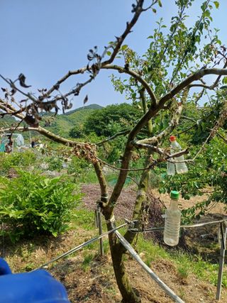 진원님의 사과 · 병해충상담 작성글 사진