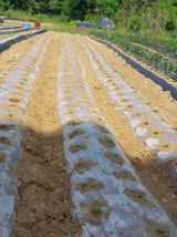 팜모닝 참깨·영농일지 게시글 이미지