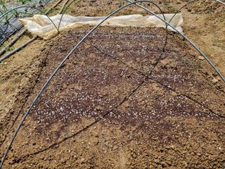 들꽃농장님의 농사, 무엇이든 물어보세요! · 참여글 작성글 사진