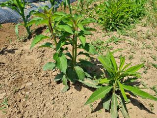 들꽃농장님의 농사, 무엇이든 물어보세요! · 참여글 작성글 사진
