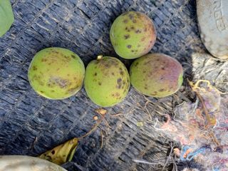 12345우각장당리님의 기타작물 · 병해충상담 작성글 사진