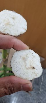 팜모닝 자유주제·자유게시판 게시글 이미지