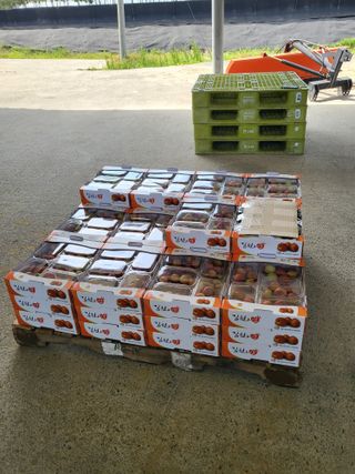 두릅나무9110님의 자두 · 영농일지 작성글 사진