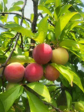 두릅나무9110님의 자두 · 영농일지 작성글 사진