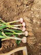 팜모닝 마늘·영농일지 게시글 이미지