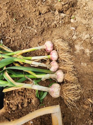 마늘감자고추들깨님의 마늘 · 영농일지 작성글 사진