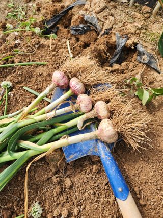 마늘감자고추들깨님의 마늘 · 영농일지 작성글 사진