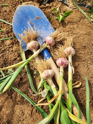 마늘감자고추들깨님의 마늘 · 영농일지 작성글 사진