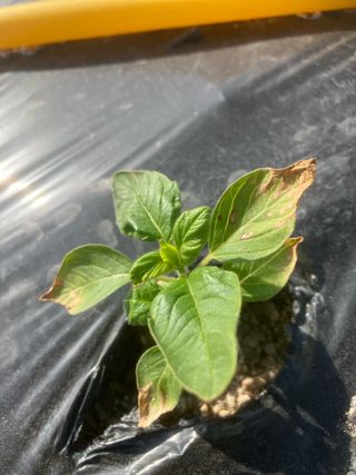 박대홍님의 농사, 무엇이든 물어보세요! · 참여글 작성글 사진