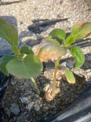 박대홍님의 농사, 무엇이든 물어보세요! · 참여글 작성글 사진