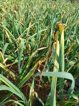 팜모닝 마늘·병해충상담 게시글 이미지