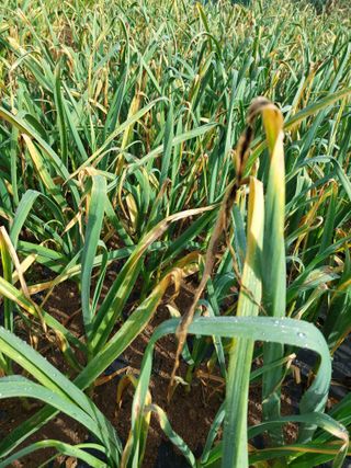 지금은 공돌이님의 마늘 · 병해충상담 작성글 사진