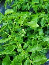 팜모닝 자유주제·자유게시판 게시글 이미지