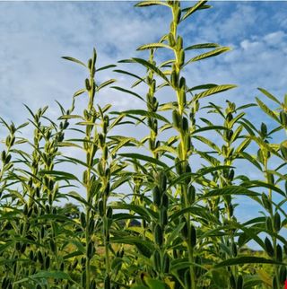 대산농사대장님의 참깨 · 자유게시판 작성글 사진