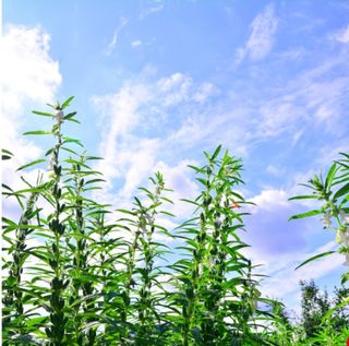 대산농사대장님의 참깨 · 자유게시판 작성글 사진