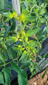 팜모닝 토마토·병해충상담 게시글 이미지