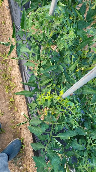 깡초님의 토마토 · 병해충상담 작성글 사진