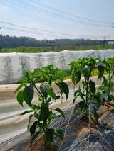 팜모닝 고추·영농일지 게시글 이미지